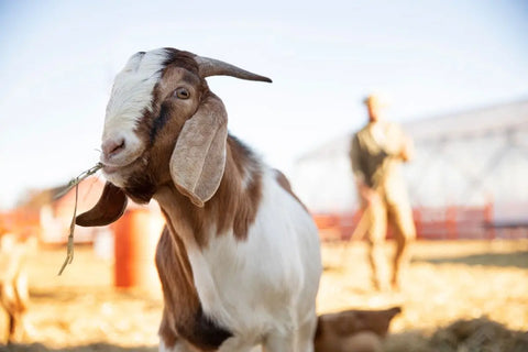 seekor kambing di area terbuka dengan sosok pria di belakangnya