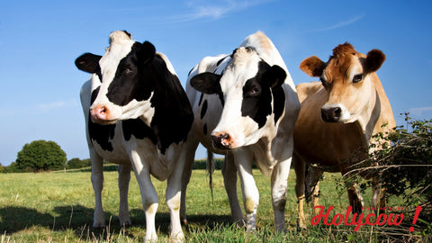 Cara Mengolah Daging Sapi agar Aman Dikonsumsi di Tengah Wabah PMK 