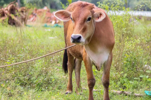 sapi yang diikat untuk kurban