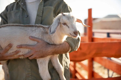 orang yang menggendong kambing
