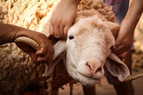 Kambing putih