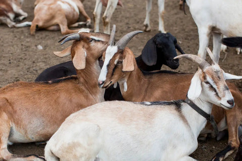 kumpulan kambing