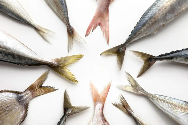 Aneka ikan mentah