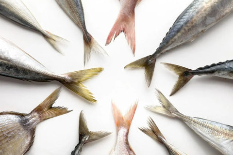 Aneka ikan mentah