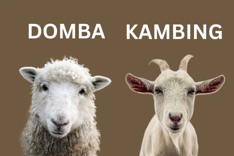 domba dan kambing